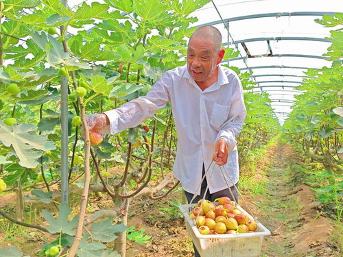 河北望都 種下無花果，結出“致富果”