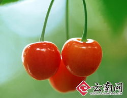 干旱減產致云南本地水果價格攀升，新鮮零售市場迎來挑戰